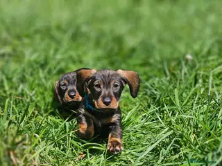Dachshund dogs Kc registered Standard Wirehair dachshund - Advert 7
