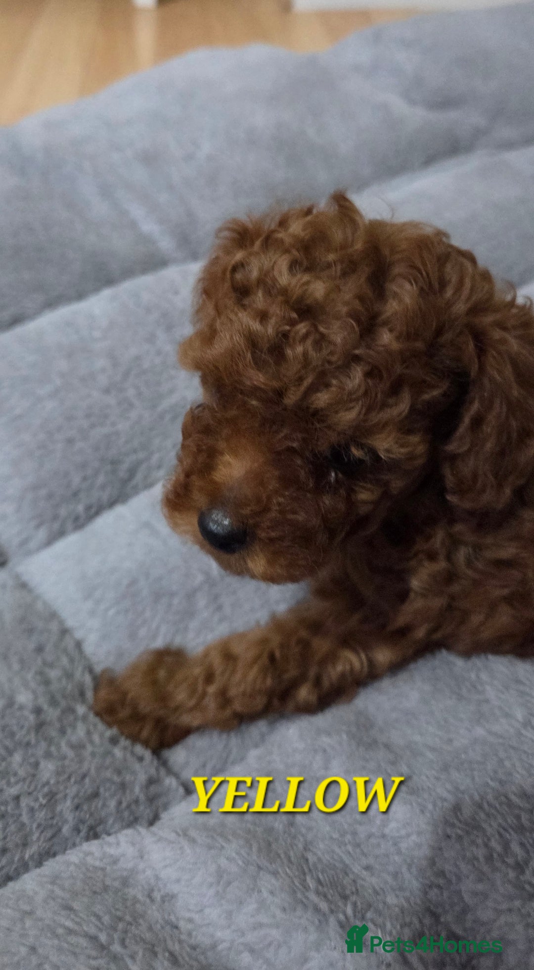 Mixed Breed dogs for sale: Toy / Aisan Poodle, Red Puppies - Advert 27