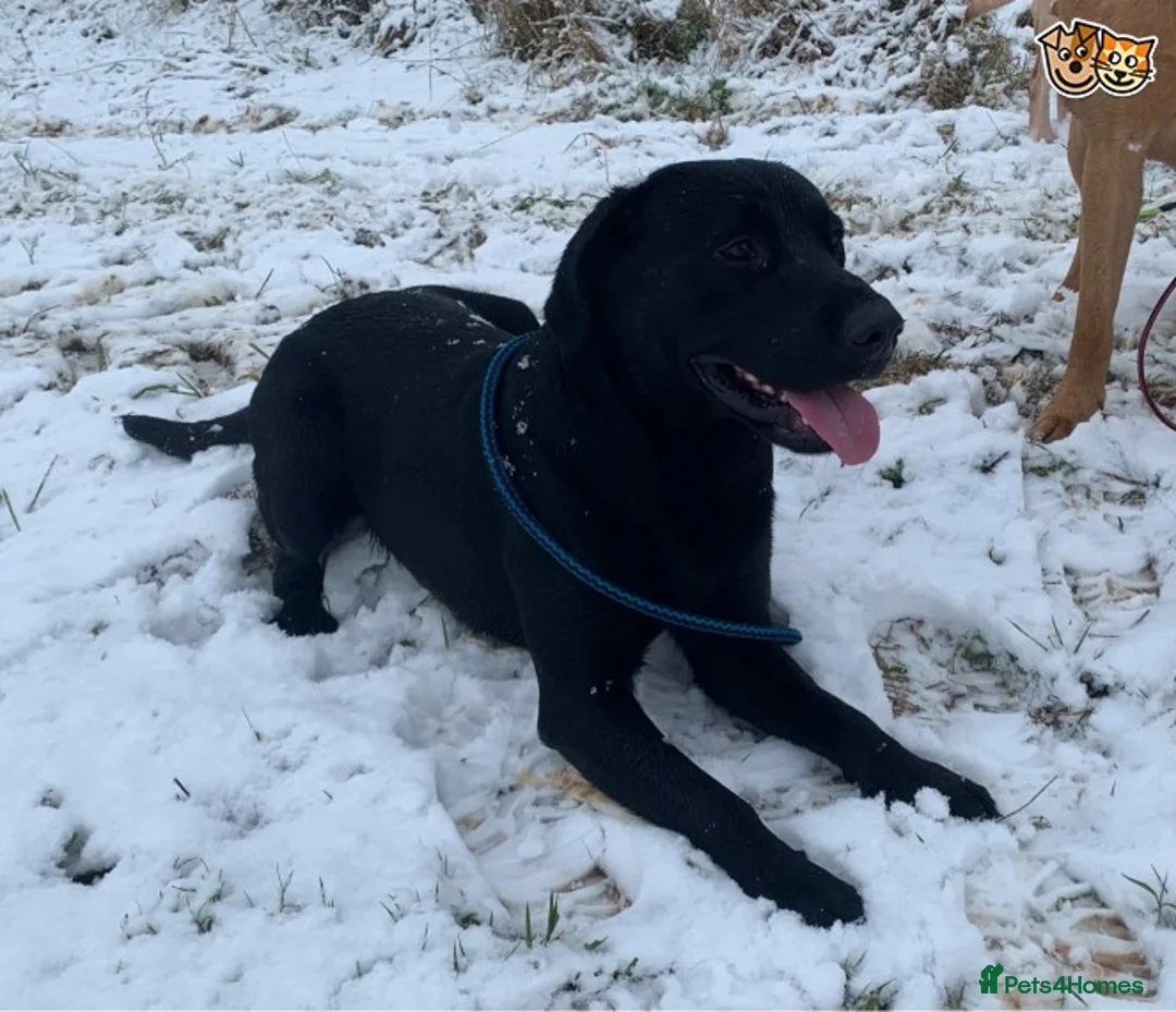 Labrador Retriever dogs for stud: Fully Health Tested Stunning Black Labrador Stud in Tewkesbury - Advert 4
