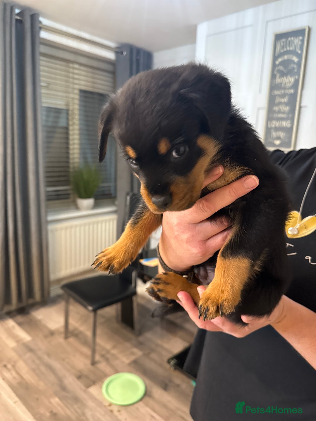 Rottweiler dogs for sale: Chunky Rottweiler puppy’s  - Image 2