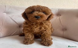 Maltipoo dogs for sale: Beautiful Maltipoo Toy Puppies - Image 17
