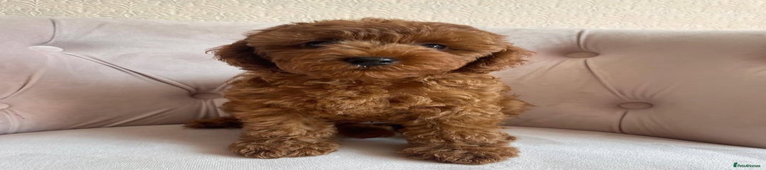 Maltipoo Puppy 3