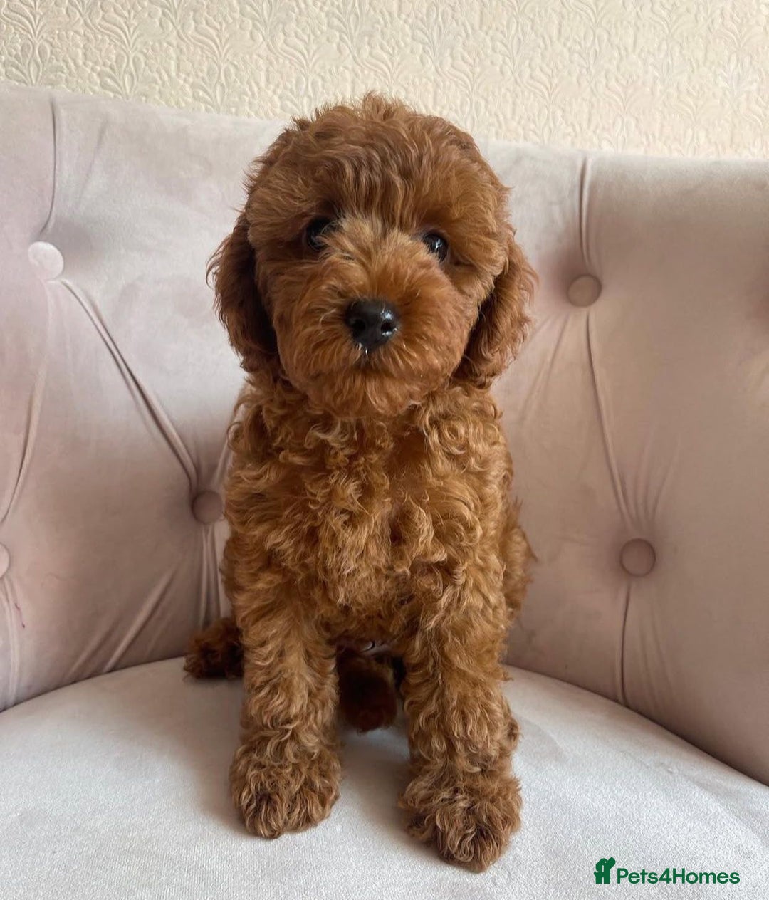 Maltipoo dogs for sale: Beautiful Maltipoo Toy Puppies - Image 17