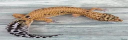 Leopard Gecko reptiles for sale: Last few proven breeders and some juniviles cb26 - Advert 3