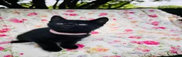 Mixed Breed cats for sale: *READY NOW* 5 Beautiful, Confident Kittens - Advert 23