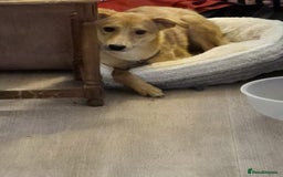 Mixed Breed dogs for adoption: 💖🐶 LESSY 🐶💖 - Image 13