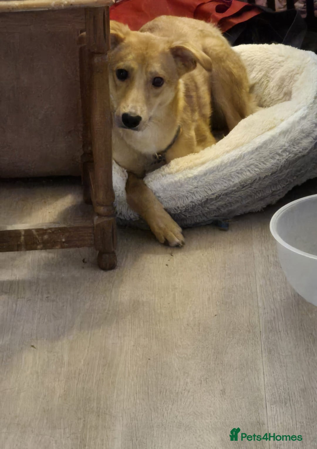 Mixed Breed dogs for adoption: 💖🐶 LESSY 🐶💖 - Image 13