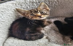 Mixed Breed cats for sale: Adorable kittens looking for their forever homes  - Image 16