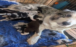 Border Collie dogs for sale: Border collie puppies, merl/black white - Image 1