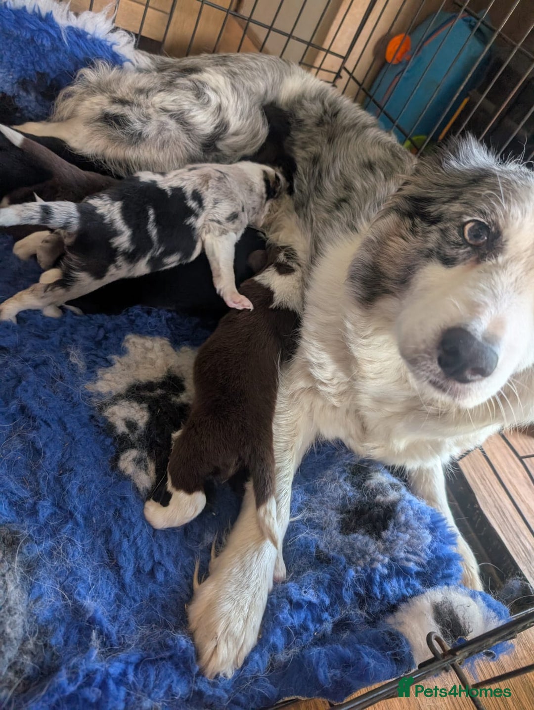 Border Collie dogs for sale: Border collie puppies, merl/black white - Image 1