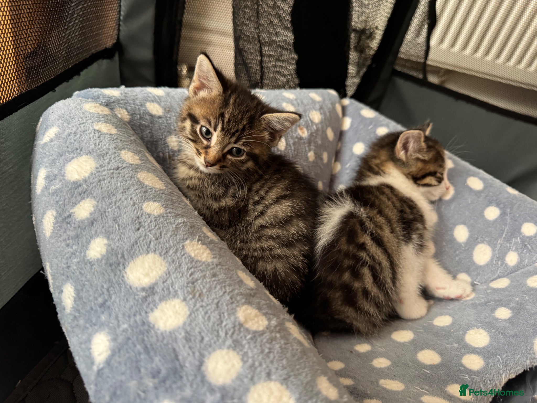 Mixed Breed cats Beautiful Kittens - Advert 1
