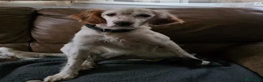 English Setter 1