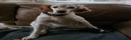 English Setter dogs for sale: English setter  - Advert 2