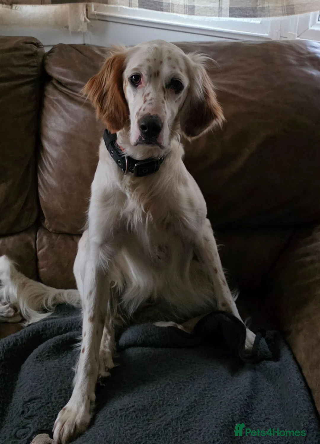 English Setter dogs for sale: English setter  - Advert 2