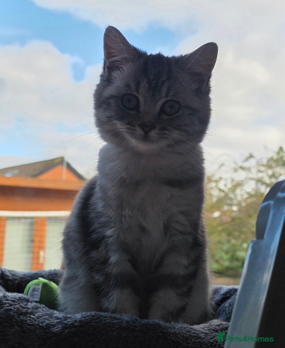 Persian cats for sale: Persian Chinchilla Silver - Advert 12