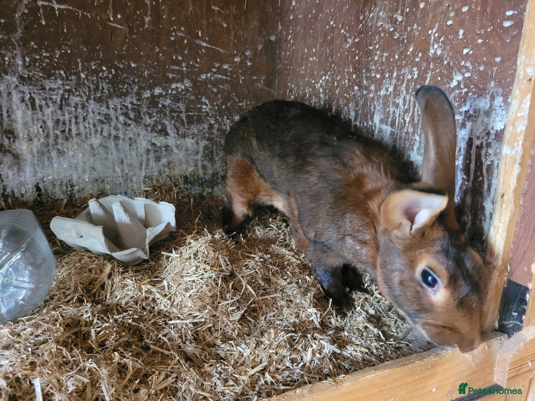 Belgian Hares rabbits for sale: 'Hector' beautiful red Belgian Hare buck - Image 4