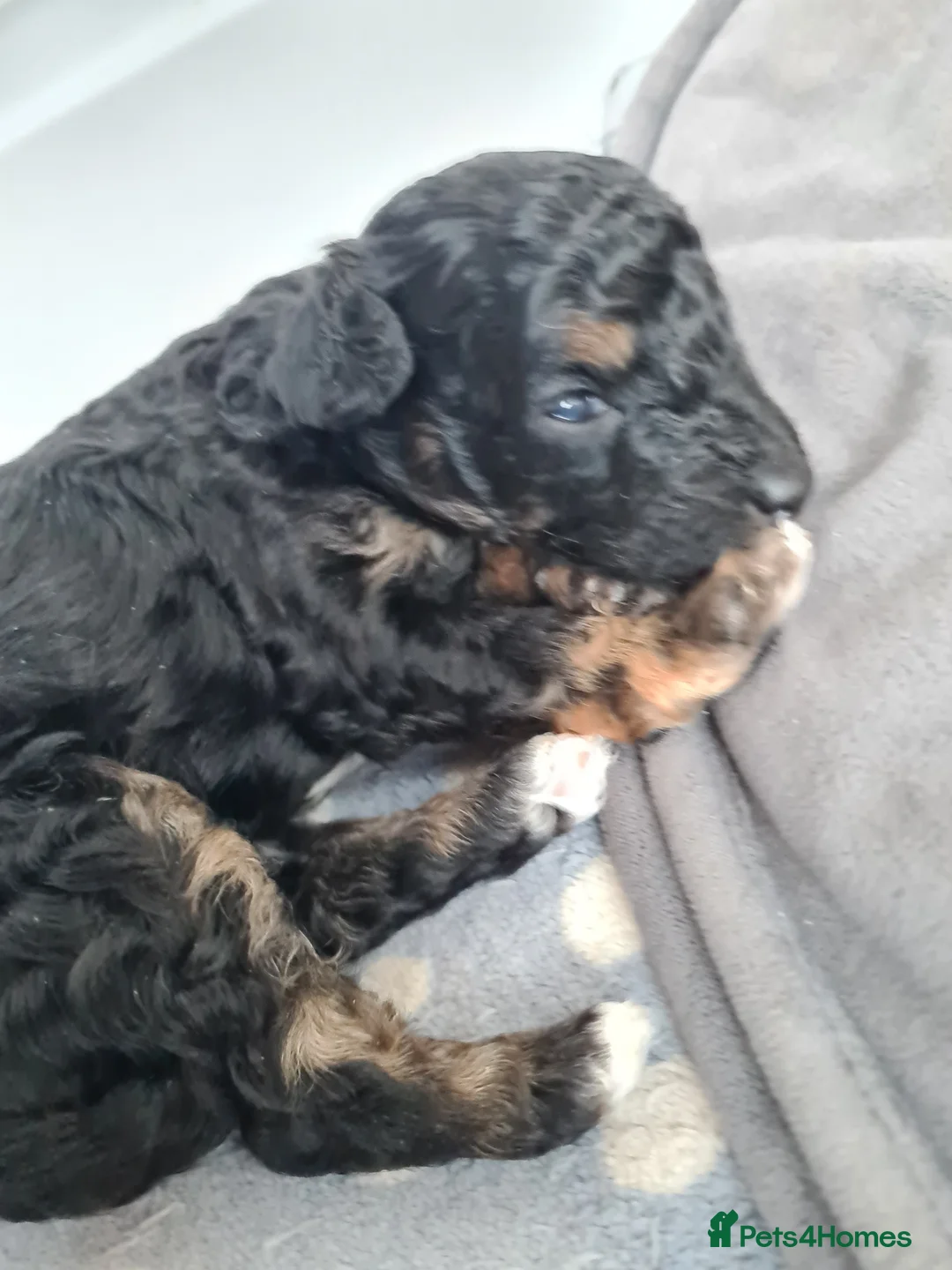 Toy Poodle dogs for stud: Health Tested Tri Toy in Birkenhead - Advert 24