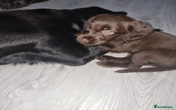 Mixed Breed dogs for sale: Labrador x cockapoo puppies - Image 12