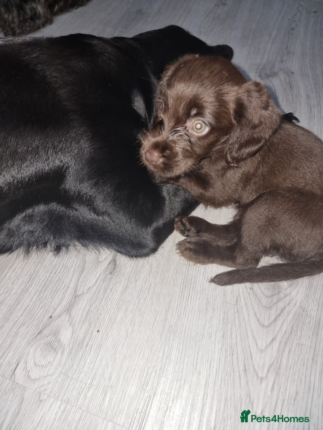 Mixed Breed dogs for sale: Labrador x cockapoo puppies - Image 12