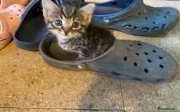 Mixed Breed cats for sale: Ragdoll x Tabbie - Image 12