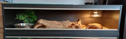 Python Snake reptiles for sale: Ball python with full set up in Leicester - Advert 3