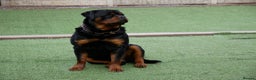 Rottweiler dogs for stud: BEAUTIFUL OLD TYPE BIG BONED ROTTIE! For stud in Mansfield - Advert 34
