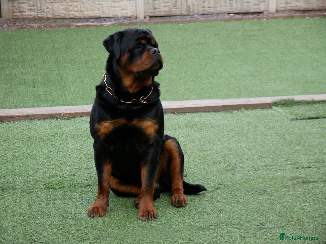 Rottweiler dogs for stud: BEAUTIFUL OLD TYPE BIG BONED ROTTIE! For stud in Mansfield - Advert 34