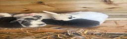 Mixed Breed rabbits for sale: 9 baby bunnies very soon ready for loving homes - Advert 7