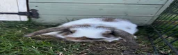 Mini Lop rabbits for sale: Mini Lops for sale  - Advert 4