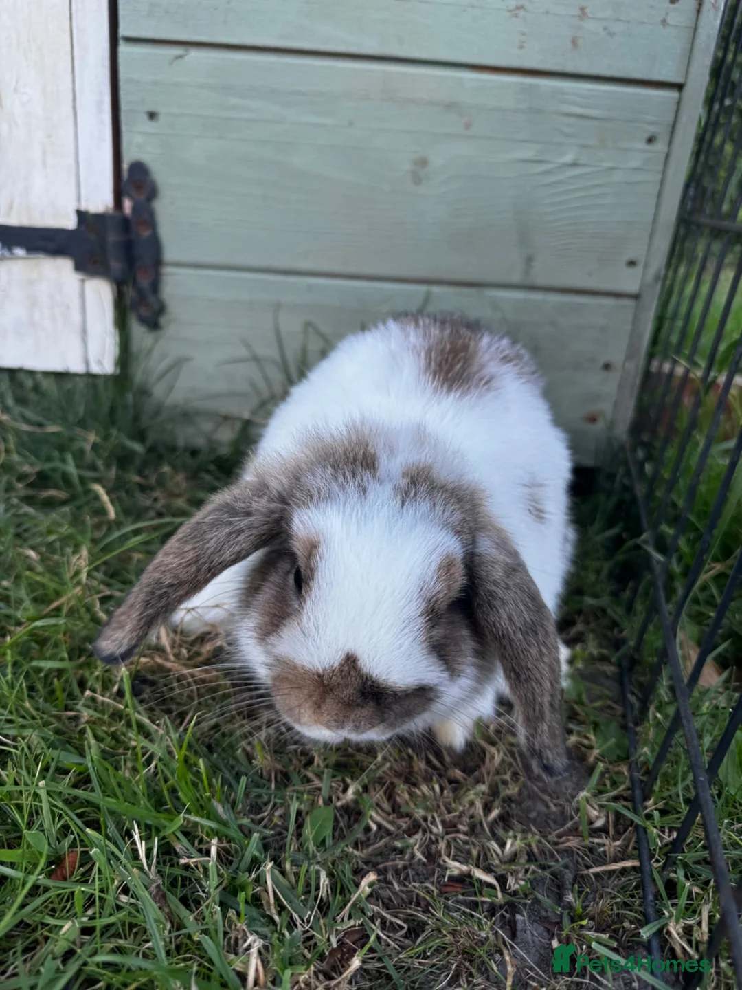 Mini Lop rabbits for sale: Mini Lops for sale  - Advert 4