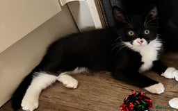Mixed Breed cats for sale: Mixed breed boy  - Image 2
