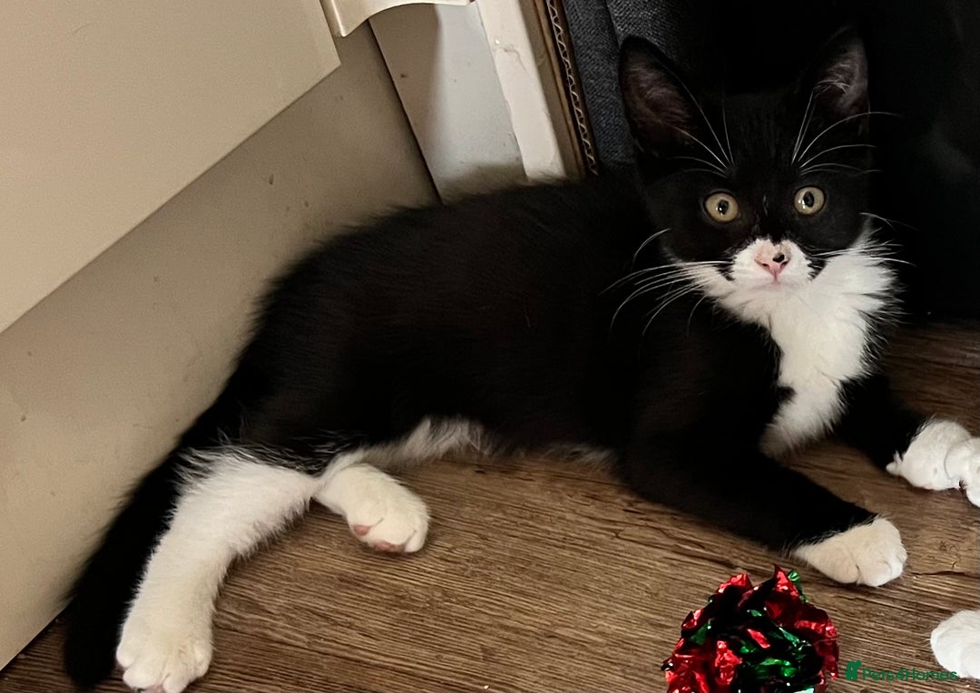 Mixed Breed cats for sale: Mixed breed boy  - Image 2