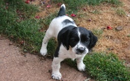 English Springer Spaniel dogs for sale: Family bred and home reared.  - Image 9