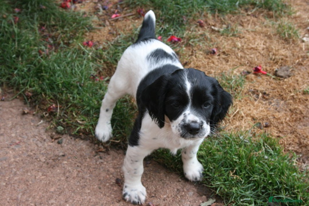 English Springer Spaniel dogs for sale: Family bred and home reared.  - Image 9