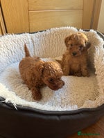 Toy Poodle dogs - Advert 5