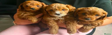 Cavapoo 1