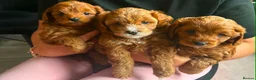 Cavapoo dogs for sale: Cavapoo F2 - Advert 18