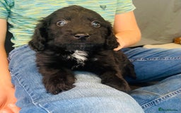 Cockapoo dogs for sale: F1 cockapoo - Image 9