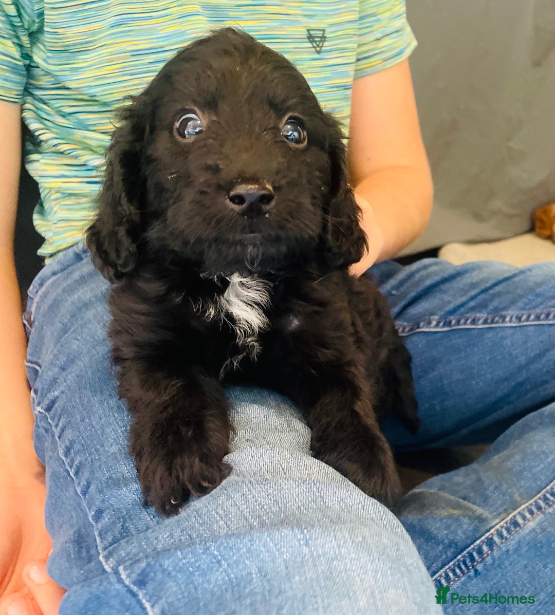 Cockapoo dogs for sale: F1 cockapoo - Image 9