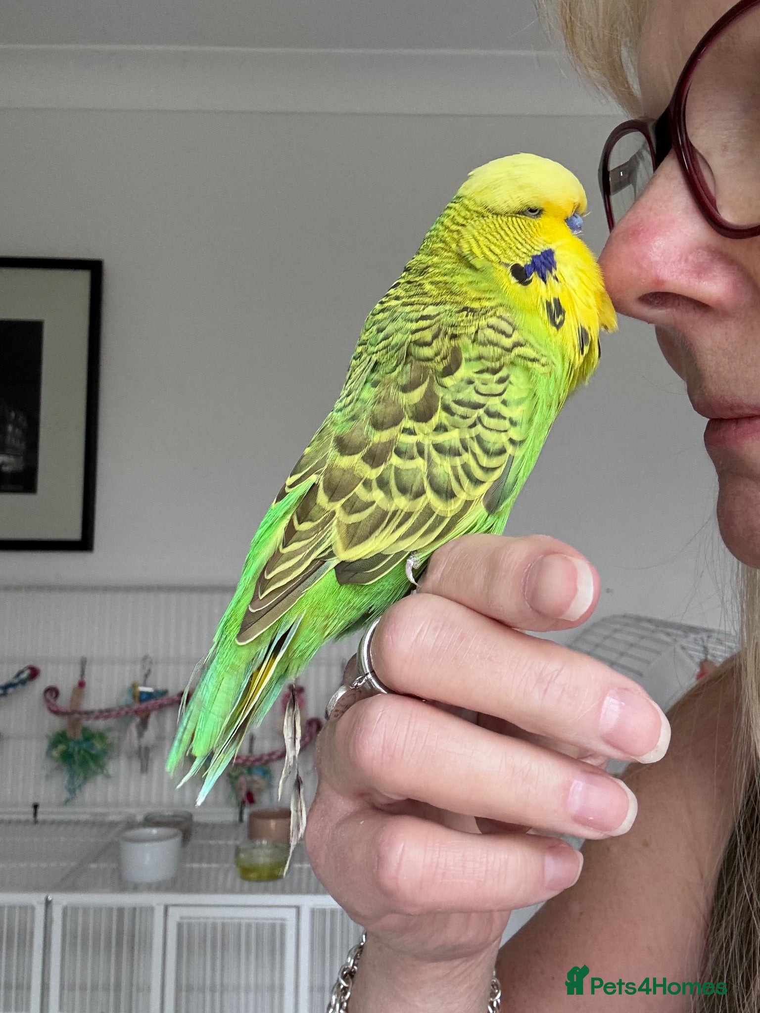 Budgerigars birds Super Tame Male Exhibition Budgie - Advert 3