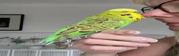 Budgerigars birds for sale: Super Tame Male Exhibition Budgie - Advert 4