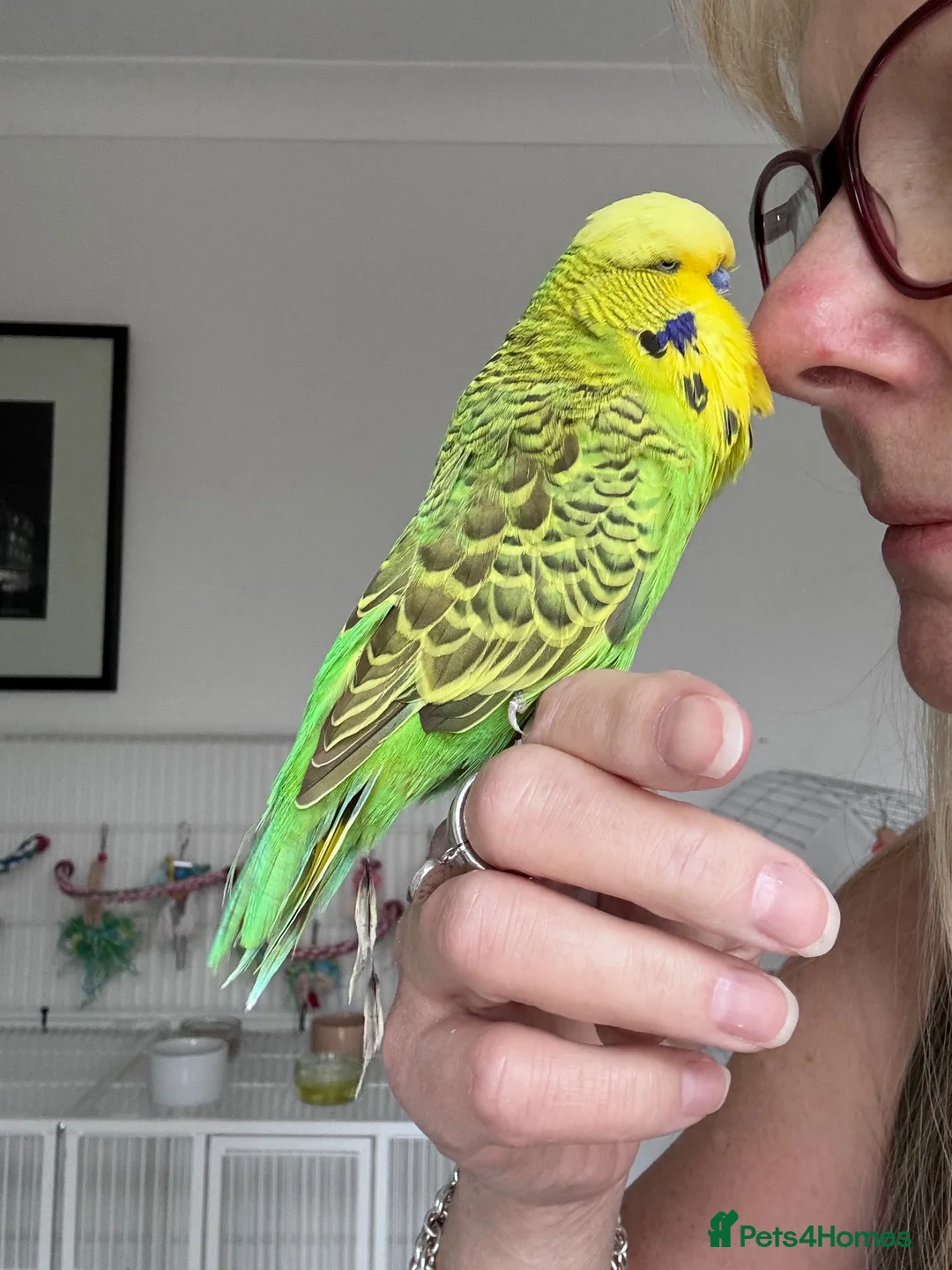 Budgerigars birds for sale: Super Tame Male Exhibition Budgie - Advert 4