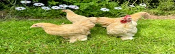 Chickens poultry for sale: Bantams and Pekins for sale - Advert 8