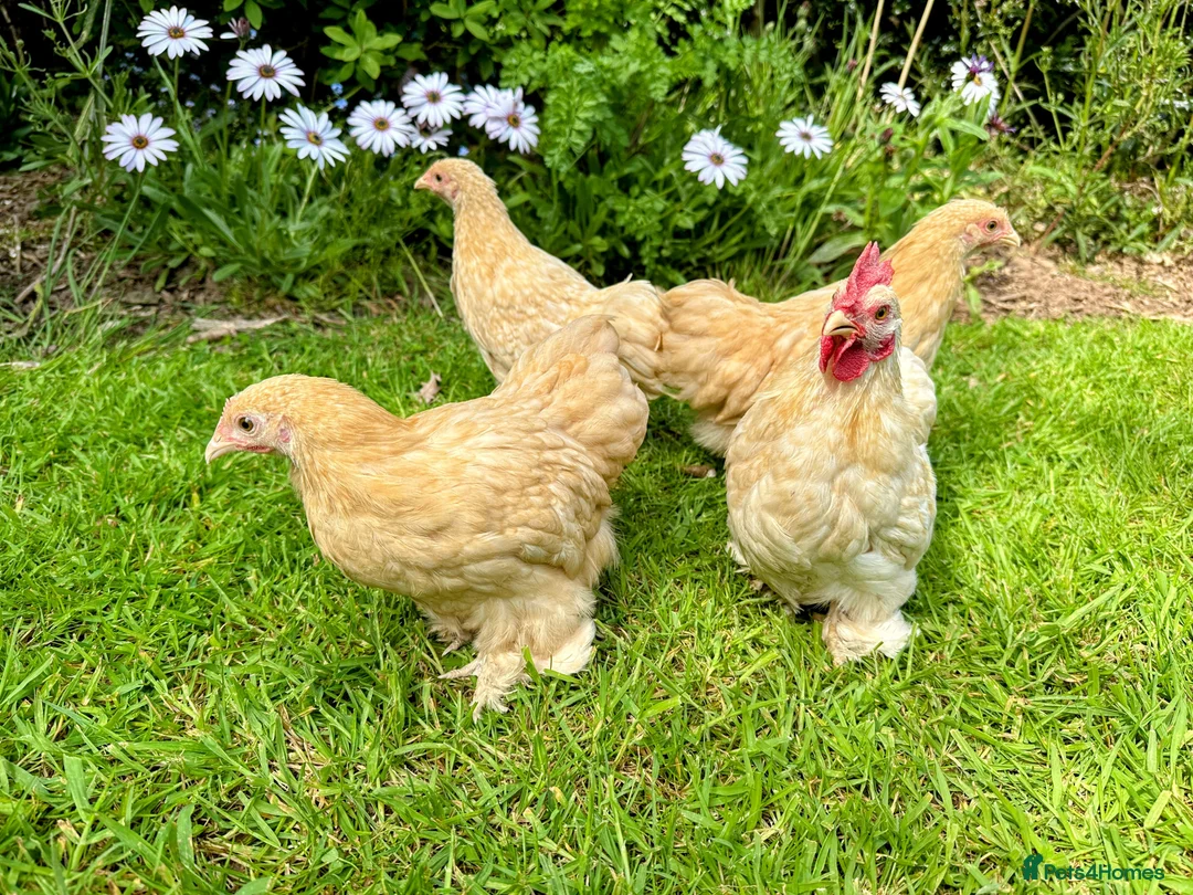 Chickens poultry for sale: Bantams and Pekins for sale - Advert 8