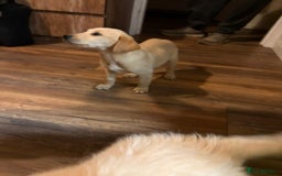 Goldador dogs for sale: Goldador Girl LAST ONE - Image 5