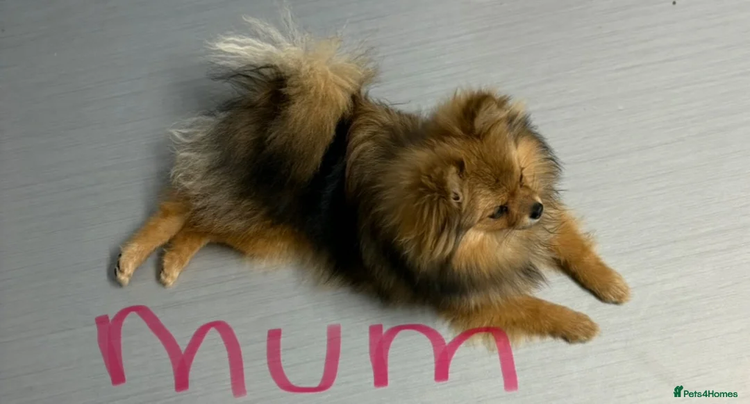 Pomeranian dogs for sale: Pomeranian Boy - Advert 10