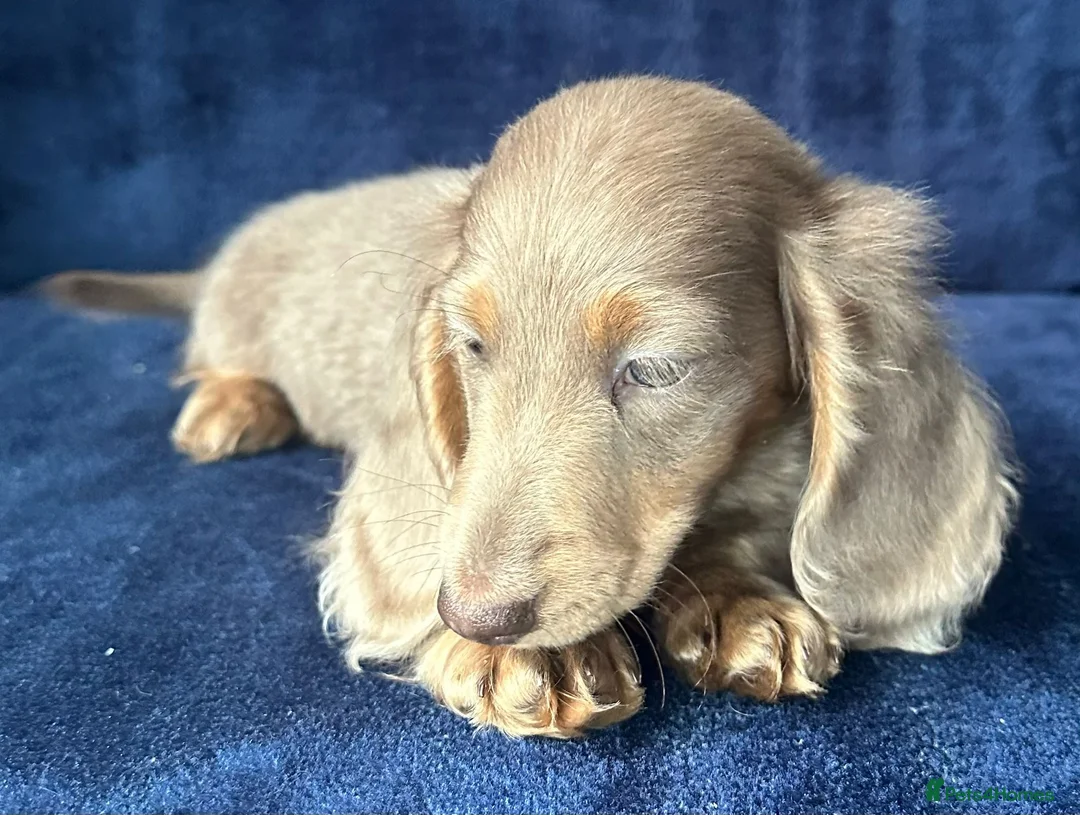 Miniature Dachshund dogs for sale: Isabella long haired boy available  - Advert 6