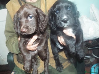 Cocker Spaniel dogs WORKING COCKER SPANIEL PUPPIES - Advert 1