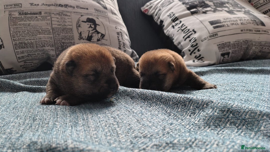 Japanese Shiba Inu dogs for sale: Japanese Shiba Inu - Image 3