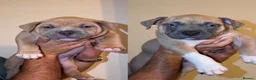 American Bully dogs for sale: Pocket bullies top class bloodlines  - Advert 20